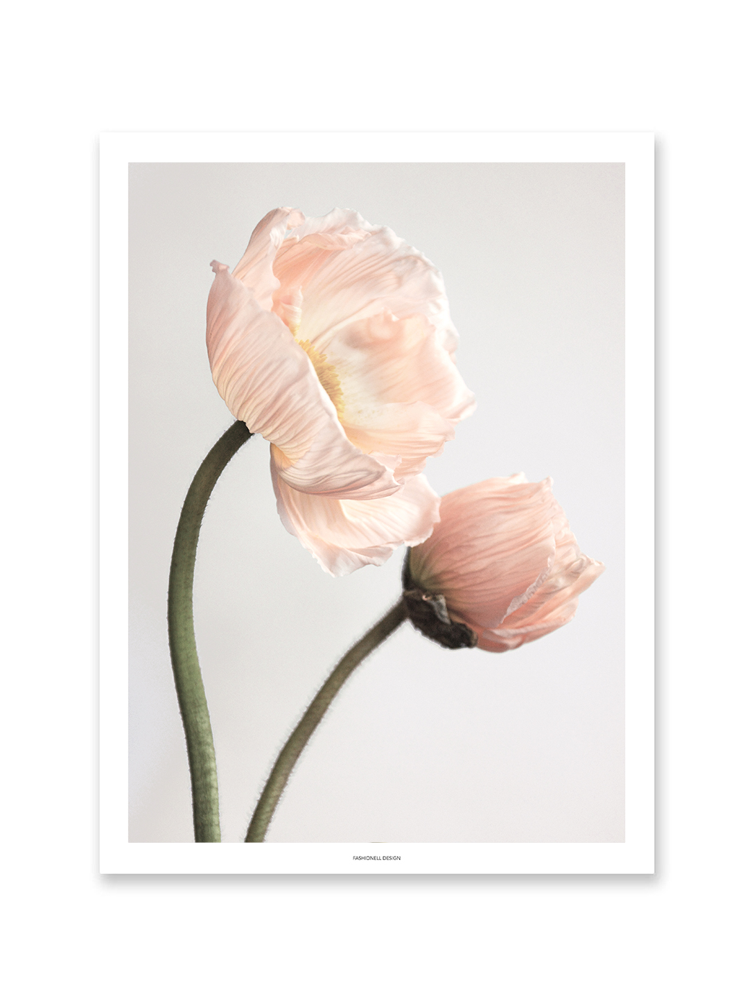 Poppy by side