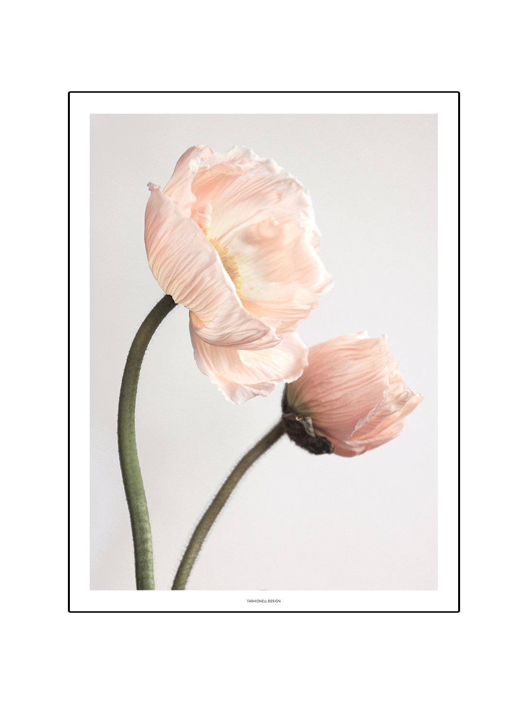 Poppy by side