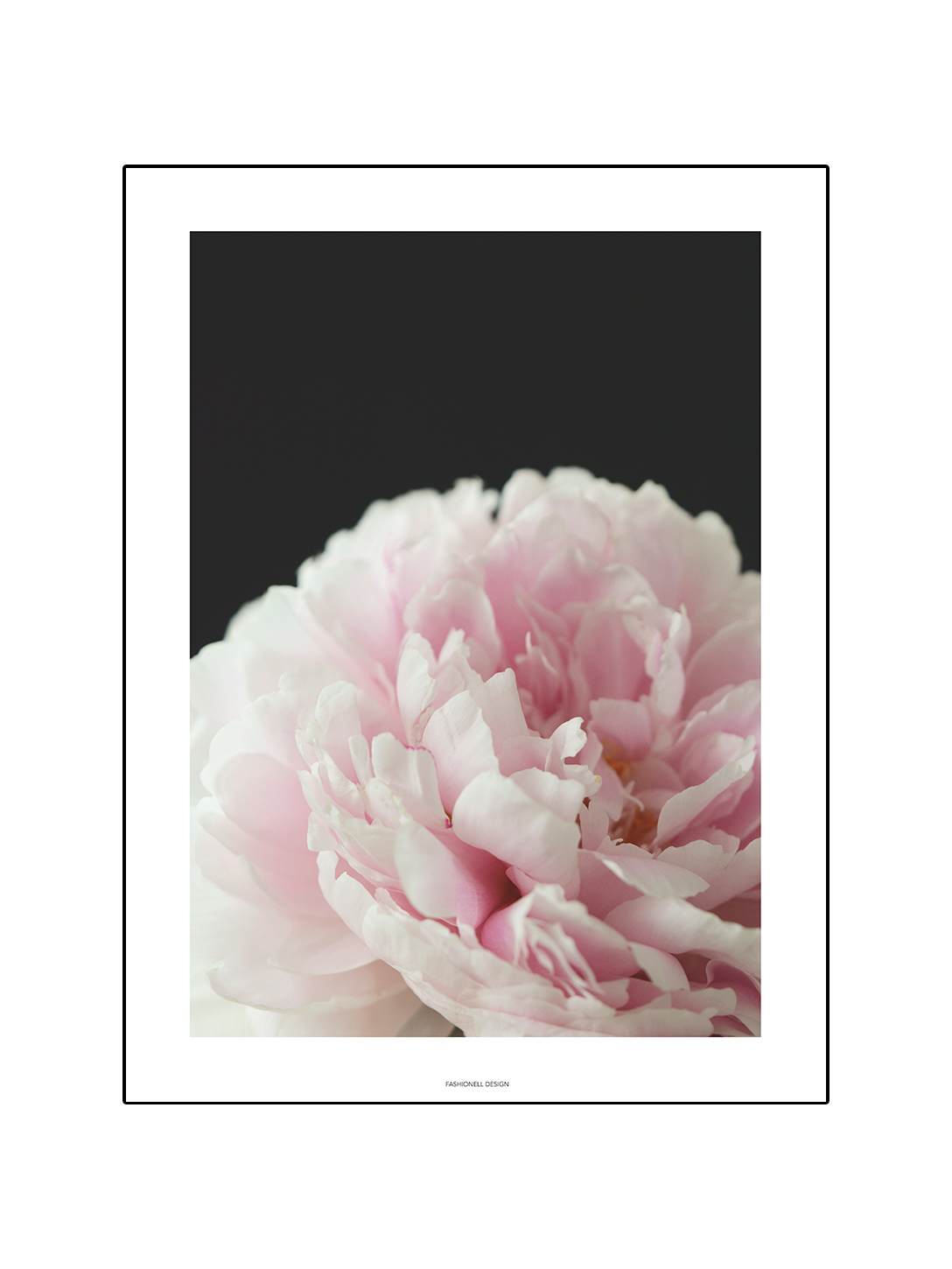 Pink peony