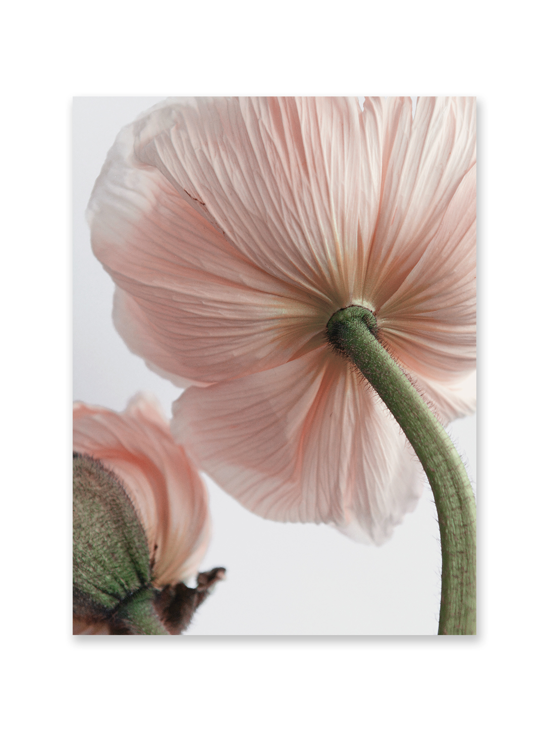 Poppy back