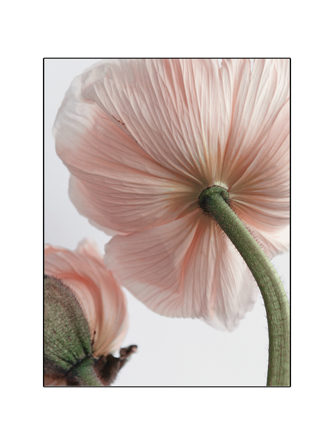Poppy back