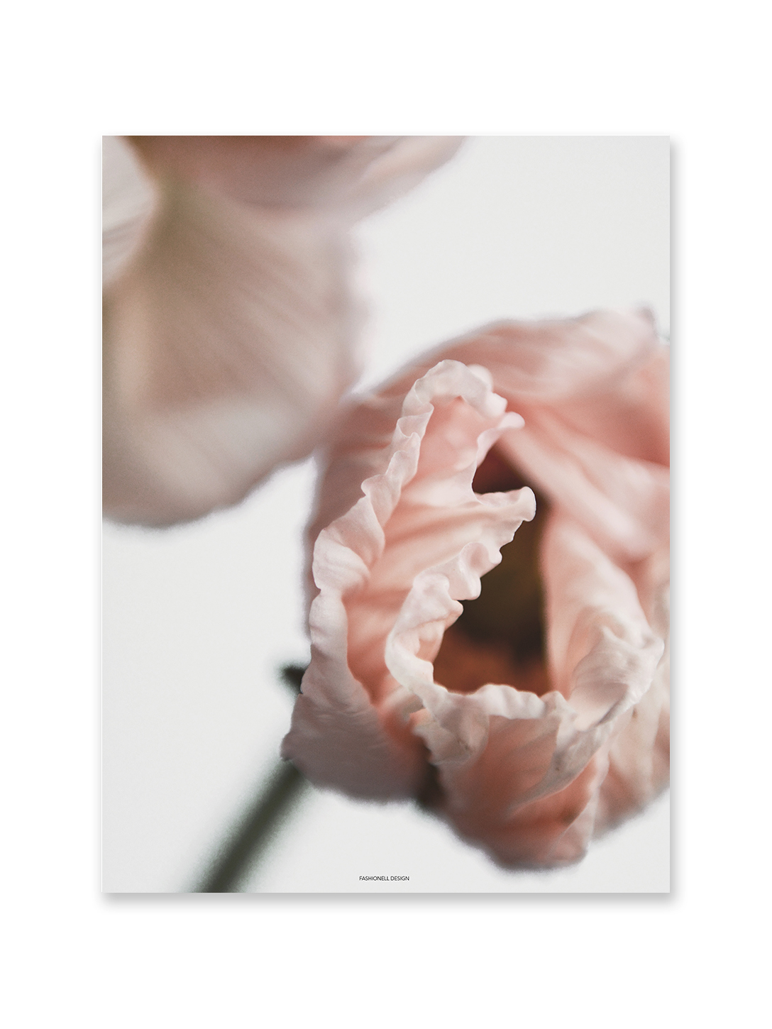 Poppy details
