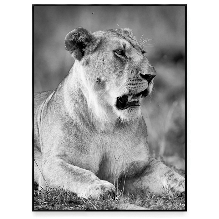 Lion 