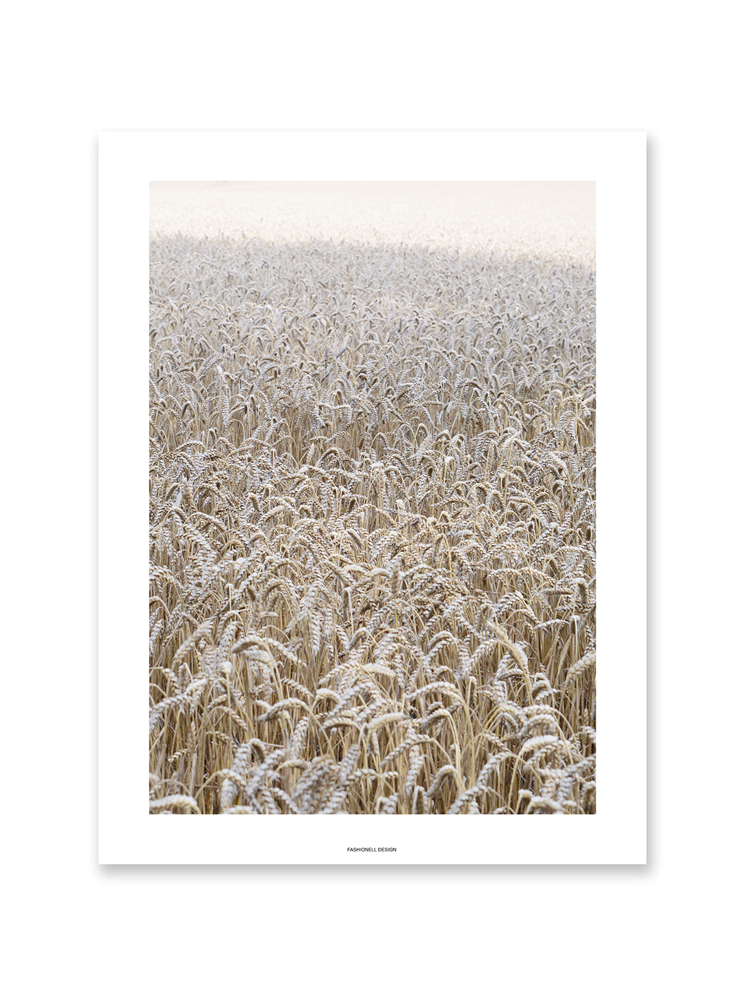 Wheat