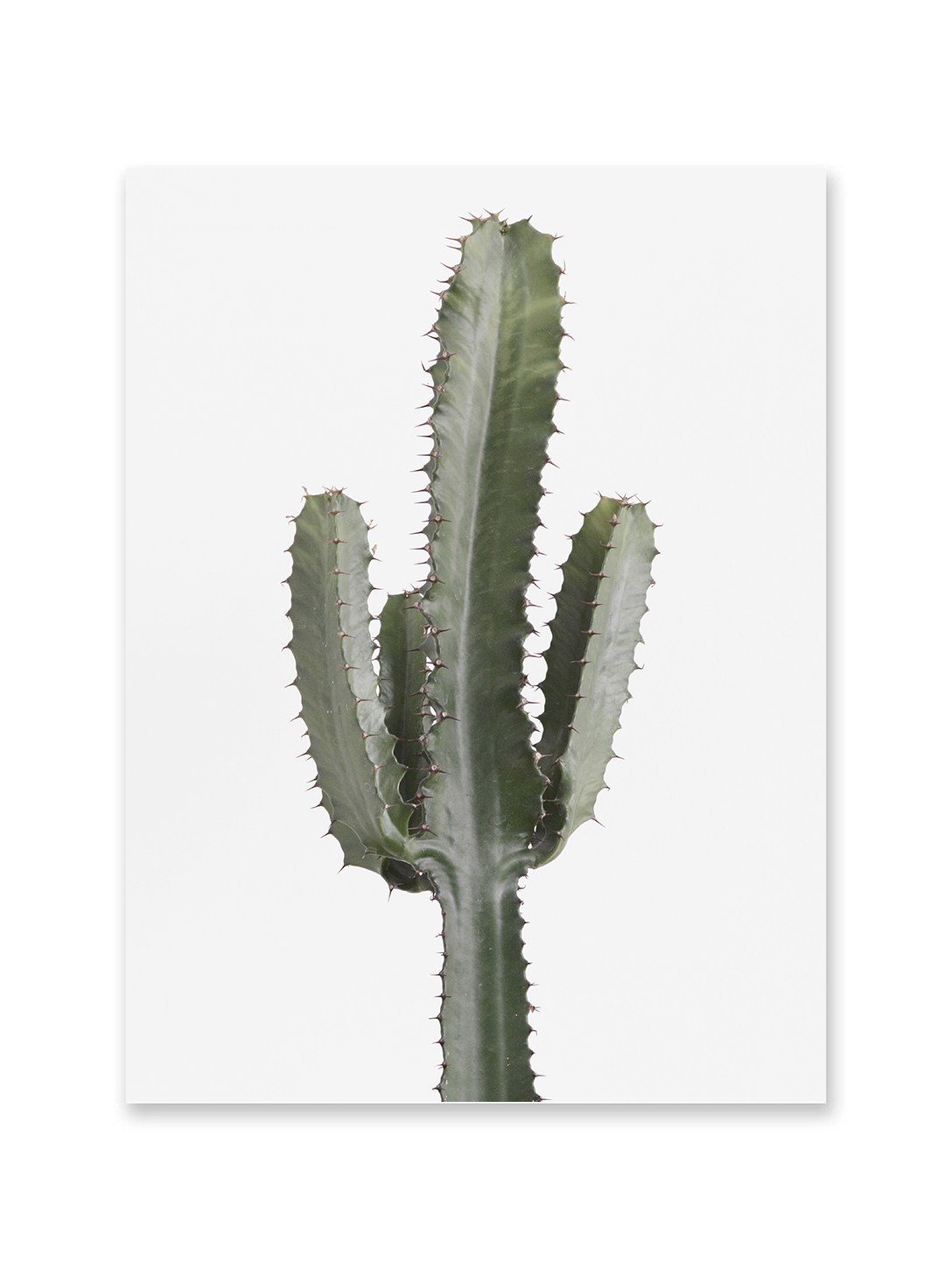 Cactus Euphorbia