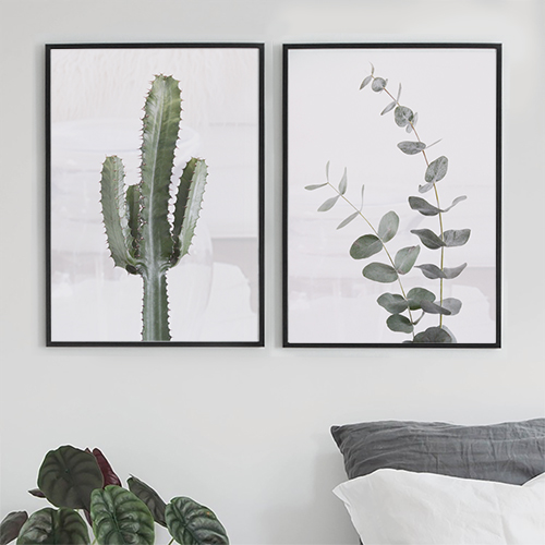 Cactus Euphorbia - 3