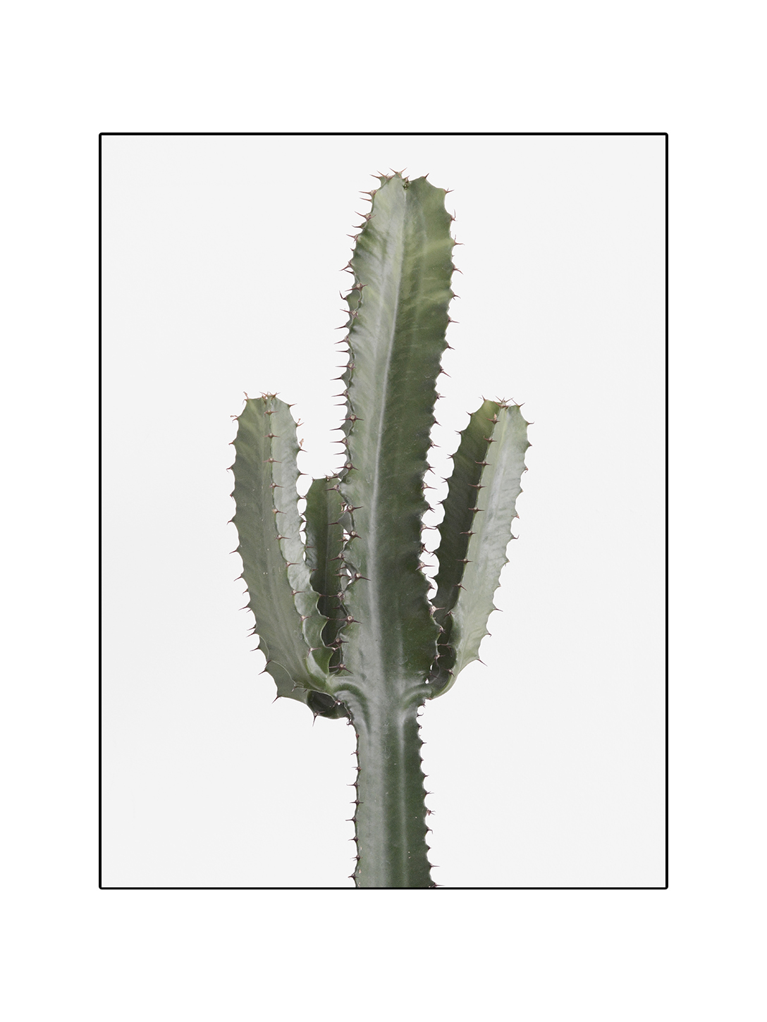 Cactus Euphorbia - 2