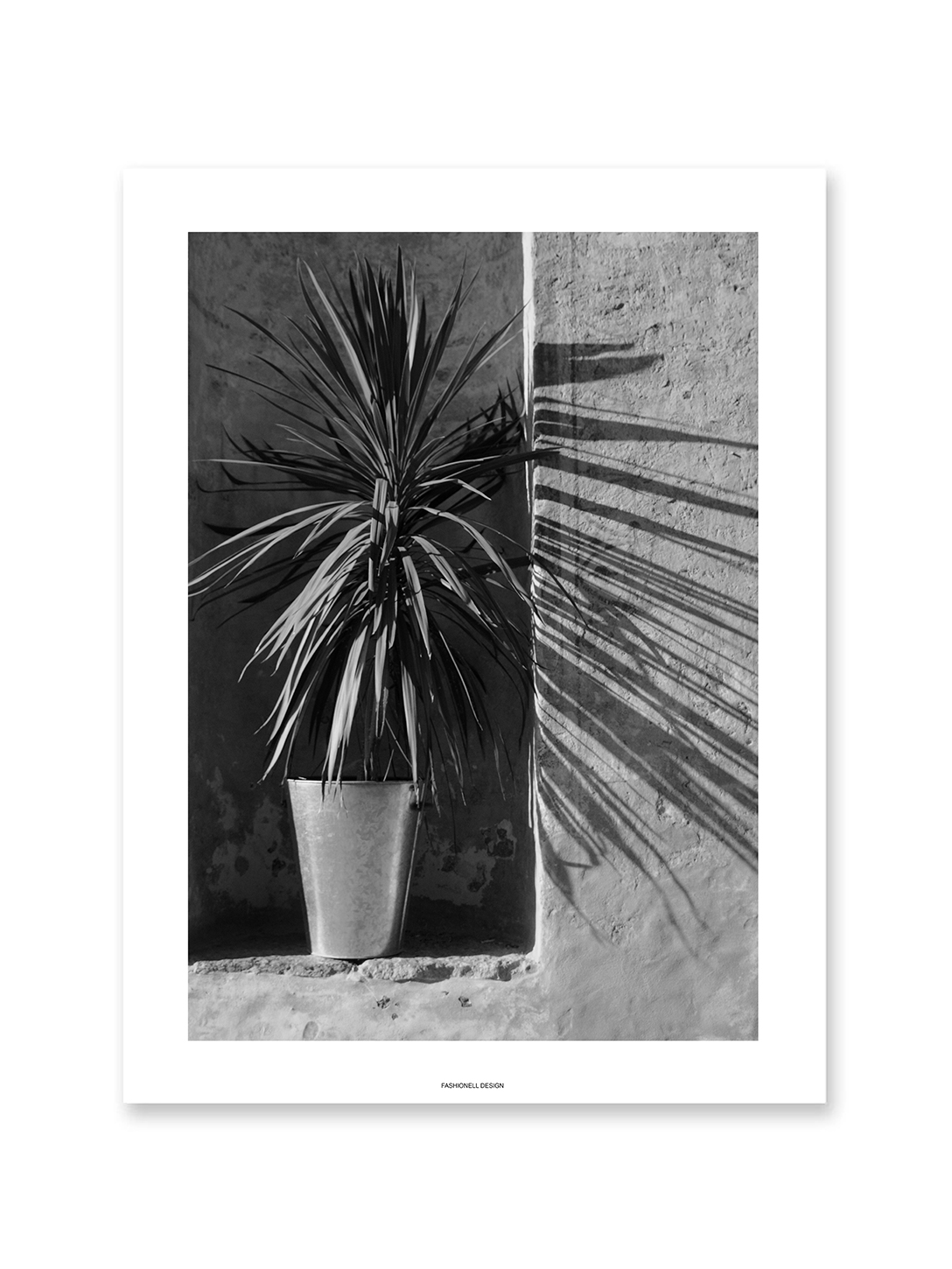 Palm