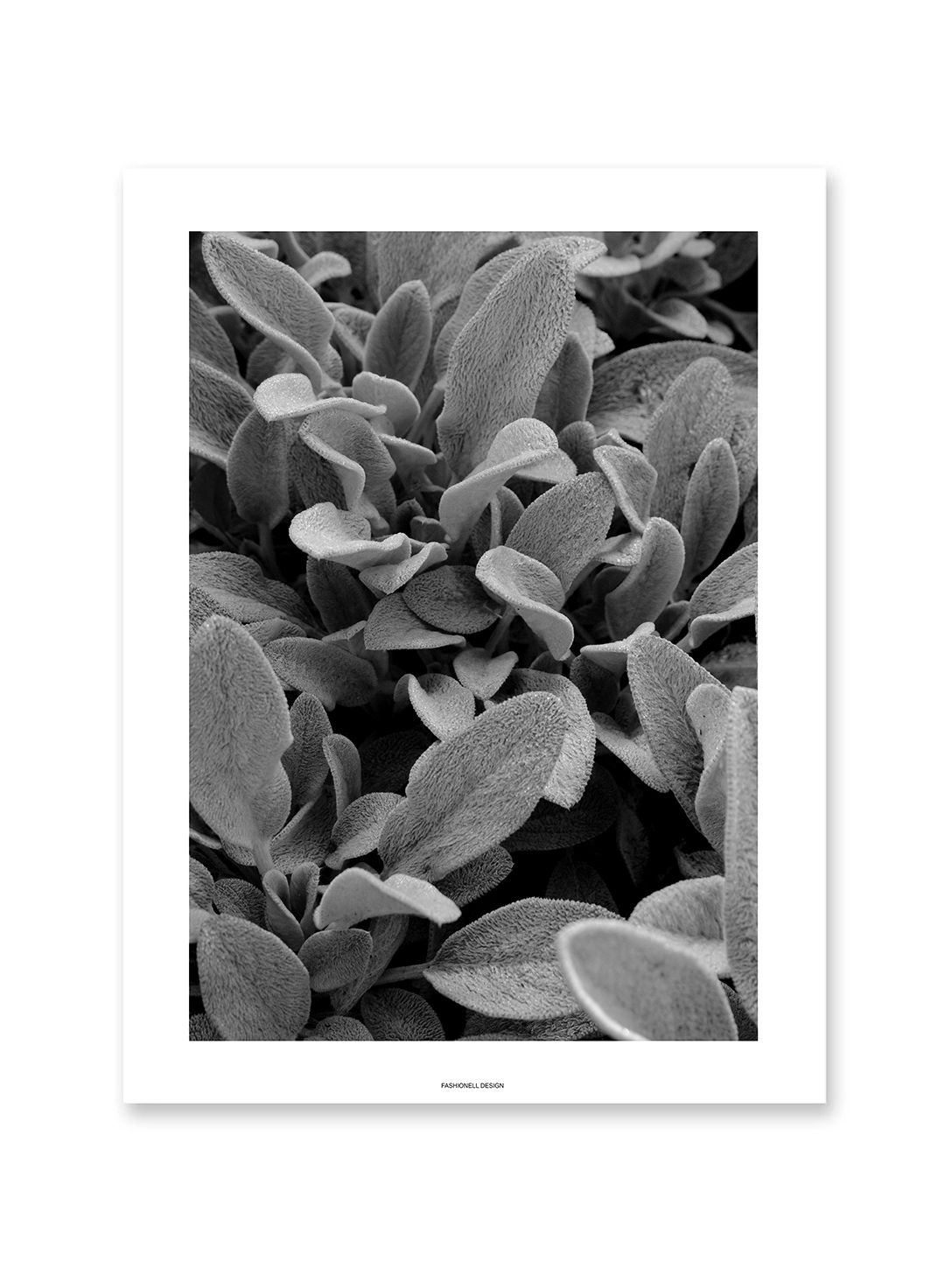 Stachys