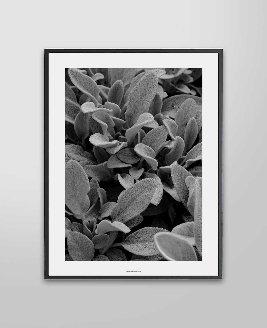 Stachys - 3