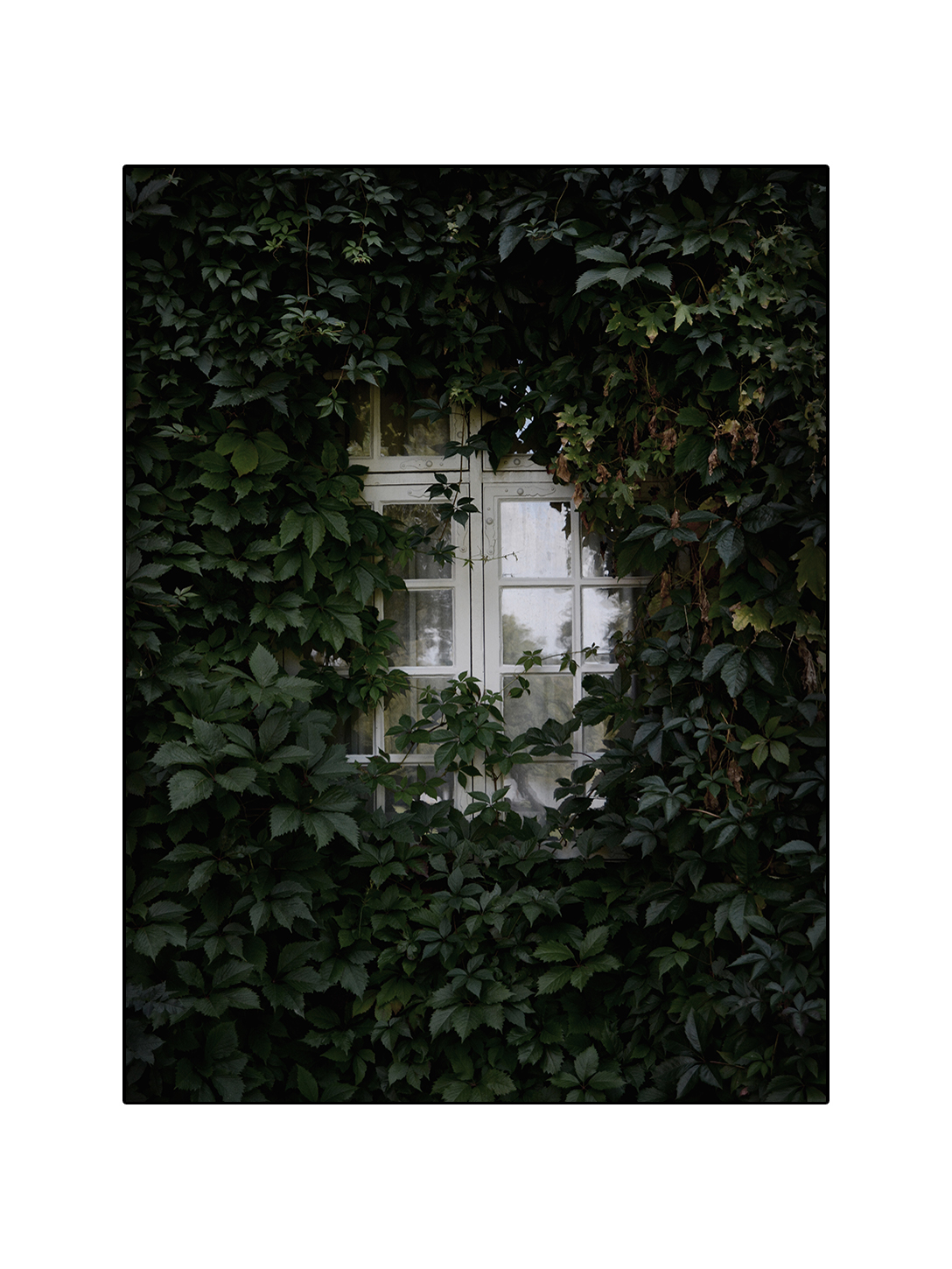 Garden Window