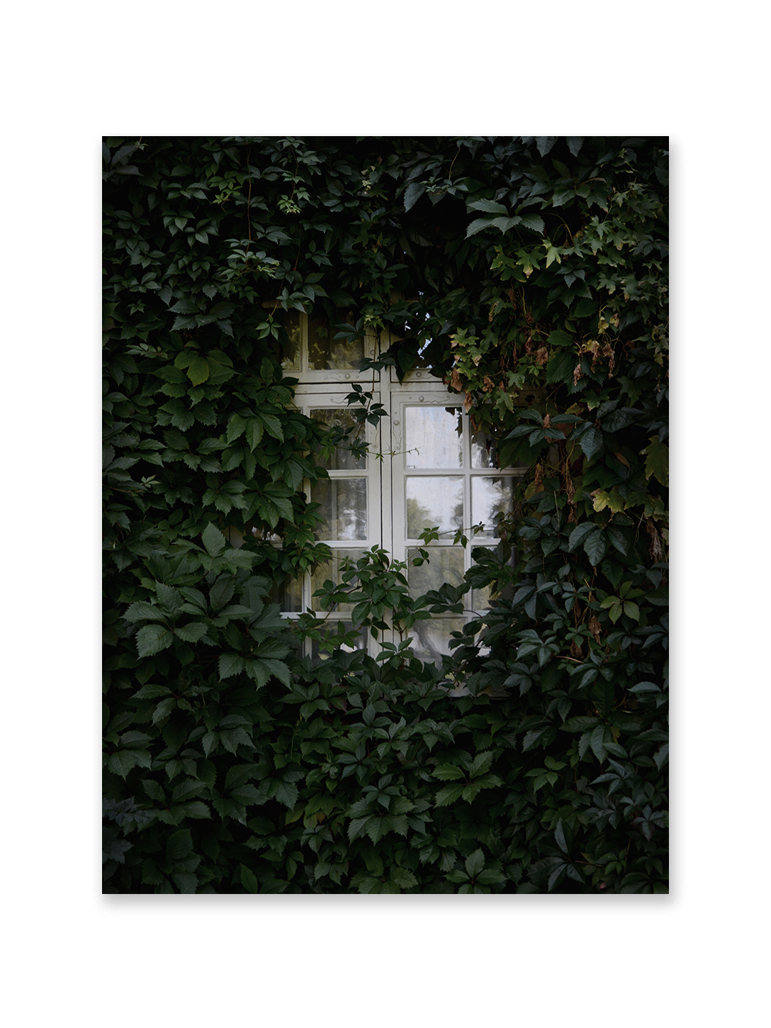Garden Window