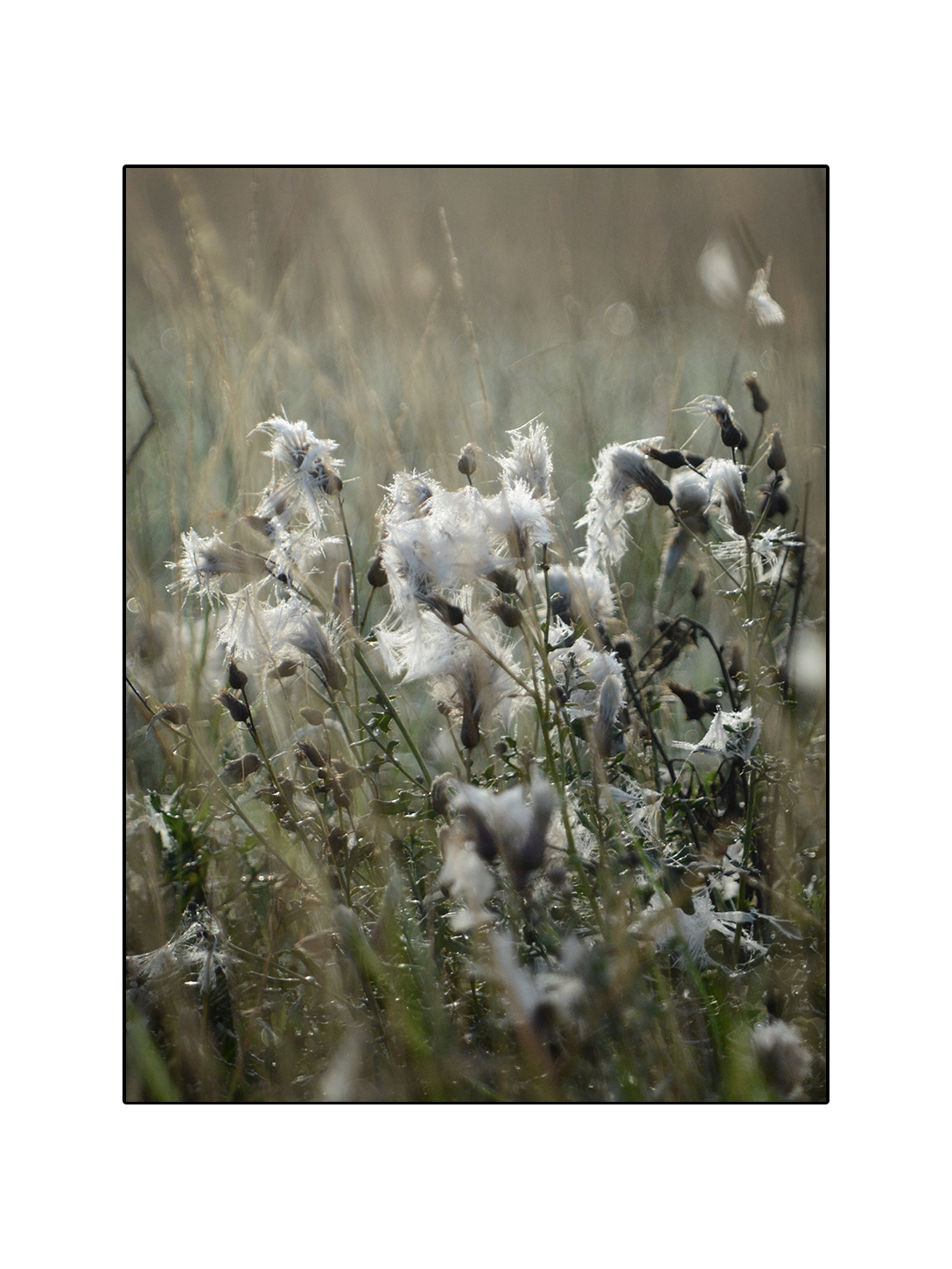 Field Flower