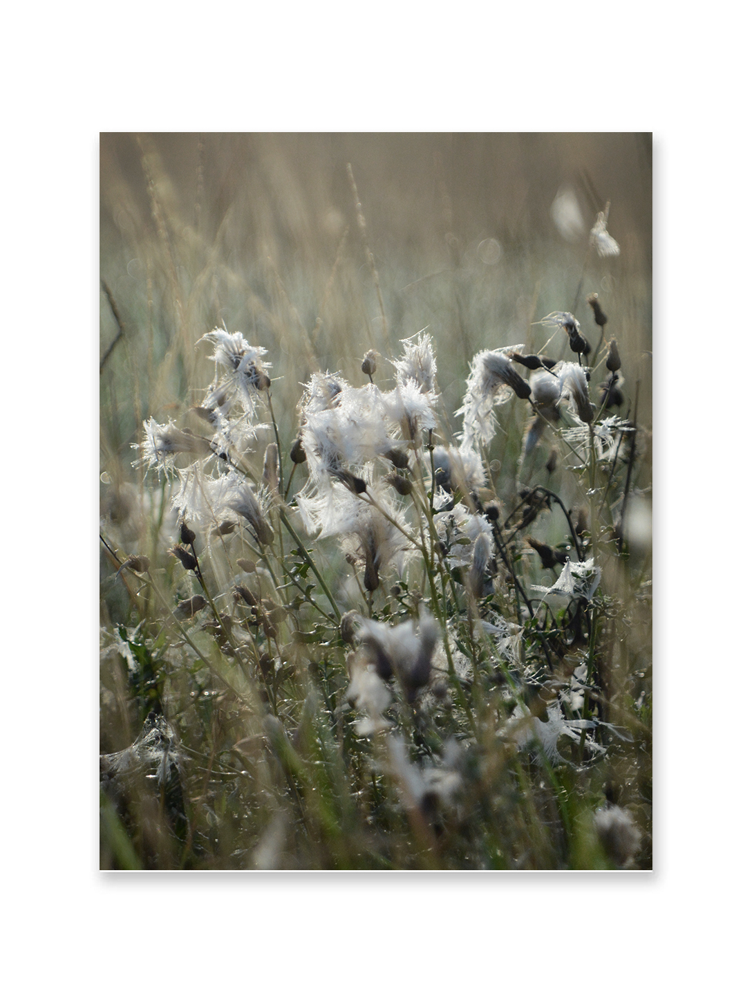 Field Flower