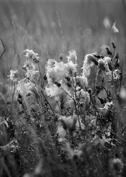 Field Flower - 3