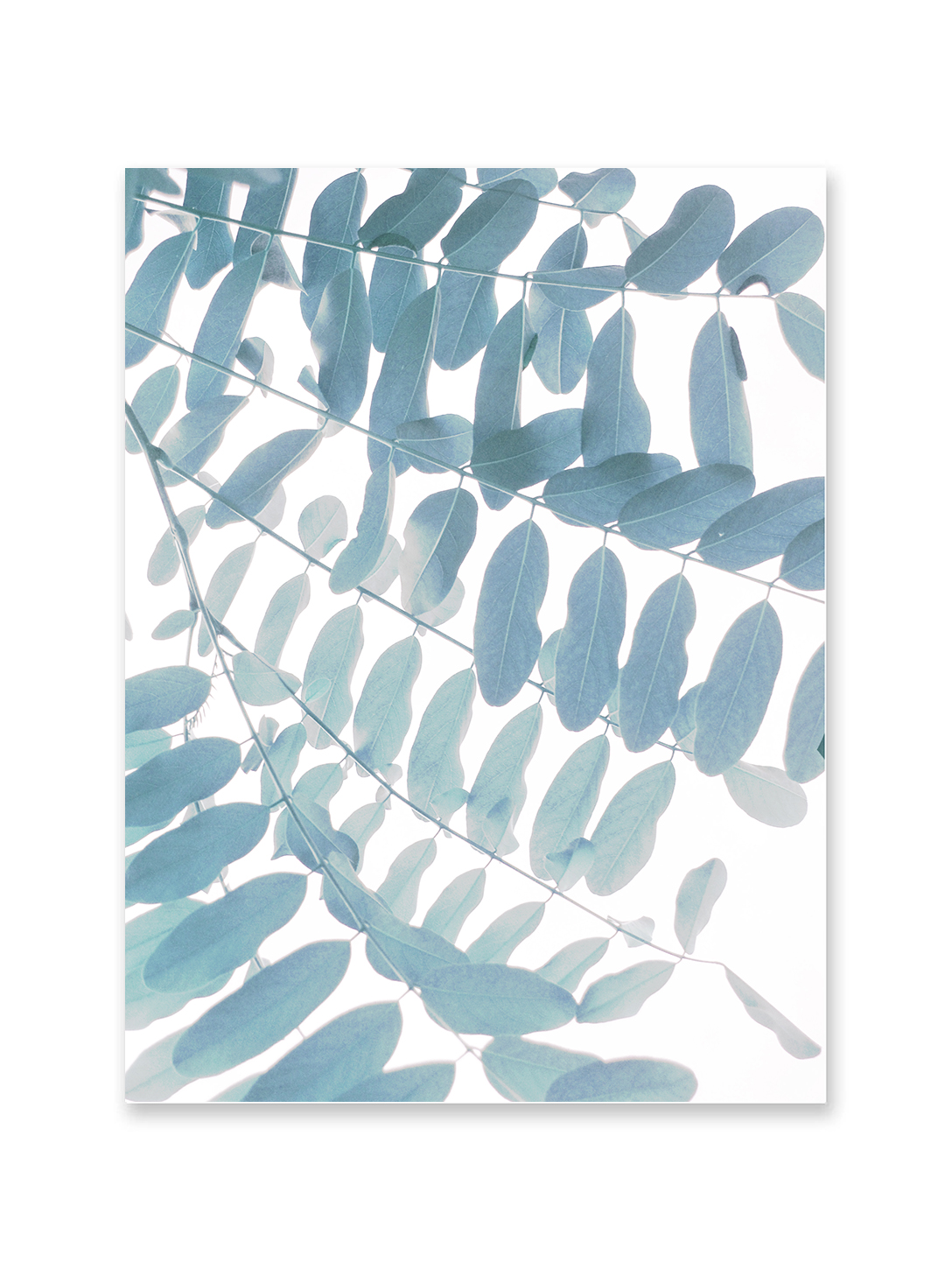 Leaves