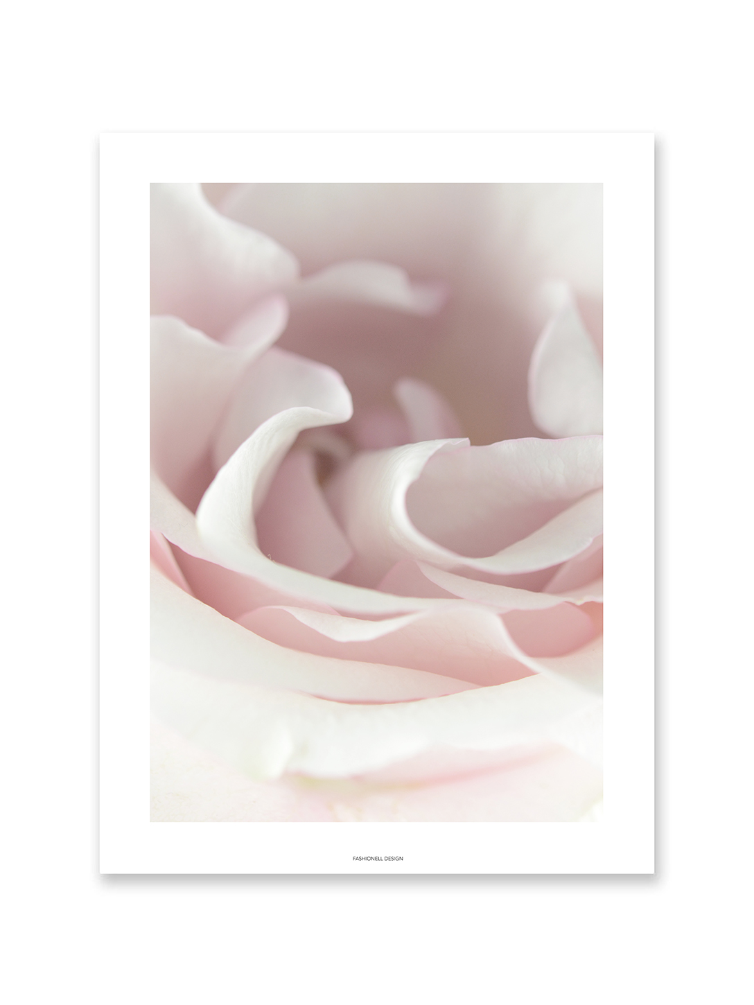 Carnation pink