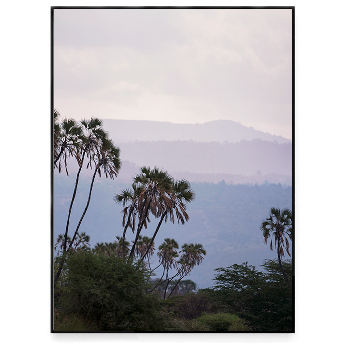 Palm trees