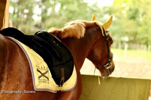 F.R.A® ride pad / bareback saddle Bisco, cream, shetland/pony - 11