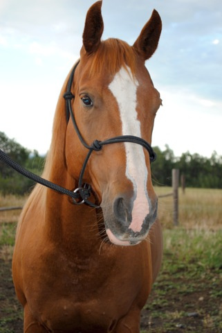 Rope halter Double Diamond #100 (sharp) "Mike Major", average - 6