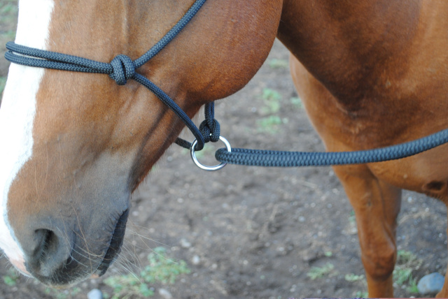 Rope halter Double Diamond #100 (sharp) "Mike Major", average - 7