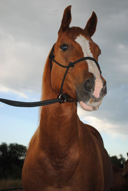 Rope halter Double Diamond #100 (sharp) "Mike Major", average - 8