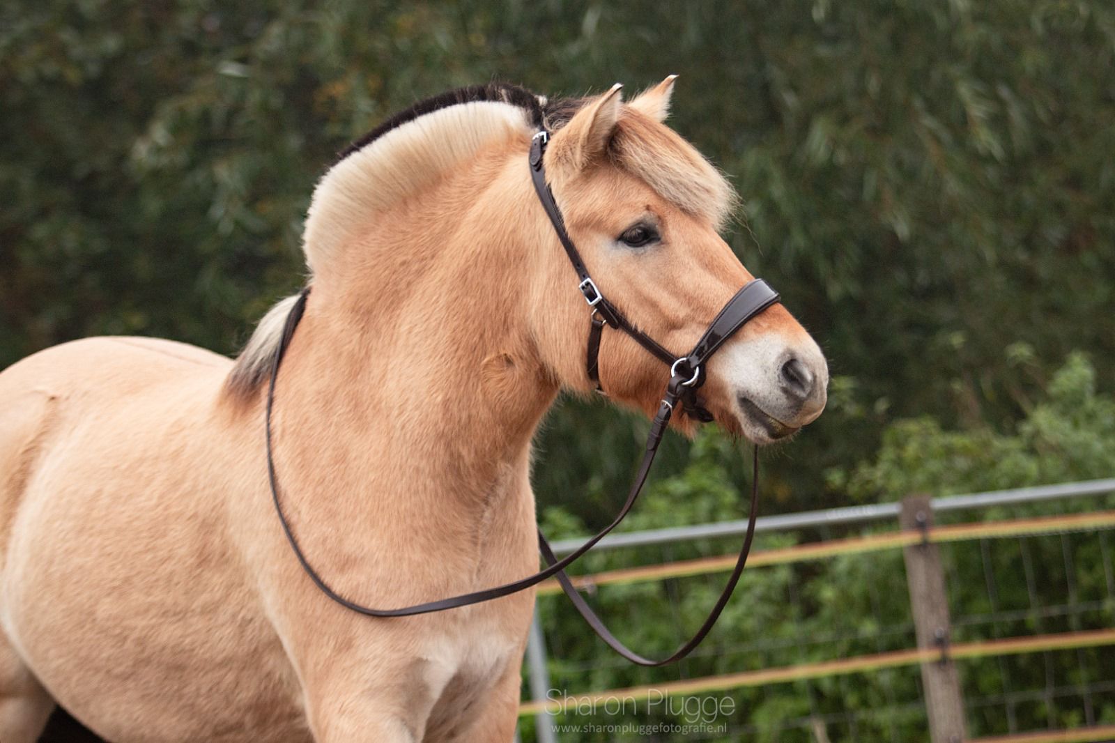 Sidepull anatomical Edix© 'Nyra', pony - 7