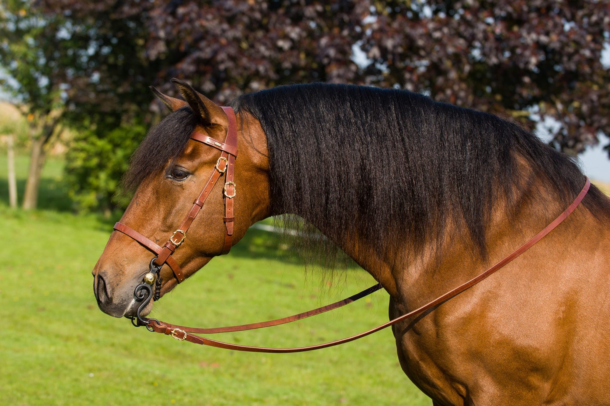 Marjoman Portuguese Classica Bridle incl. rein - 5