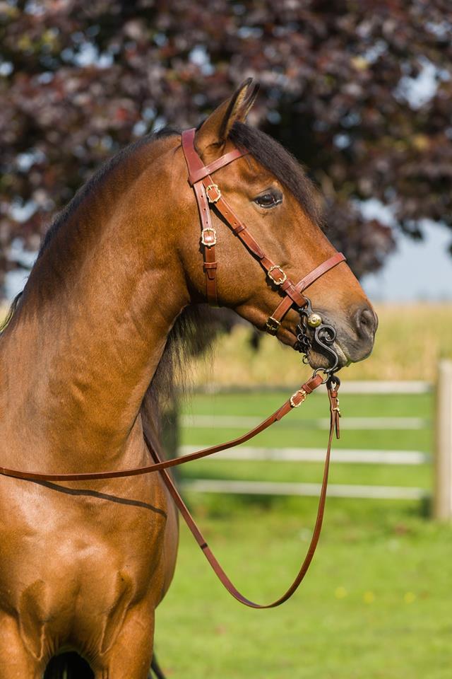 Marjoman Portuguese Classica Bridle incl. rein - 6