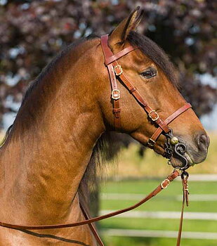 Marjoman Portuguese Classica Bridle inkl. tygel