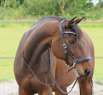 Anatomiskt sidepull med tyglar - F.R.A® 'Rebecca'