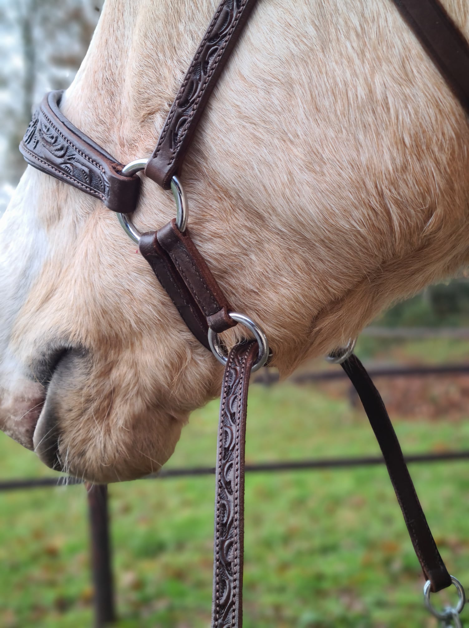 Bitless Bridle Anatomical, Edix© Rose, brown - 2