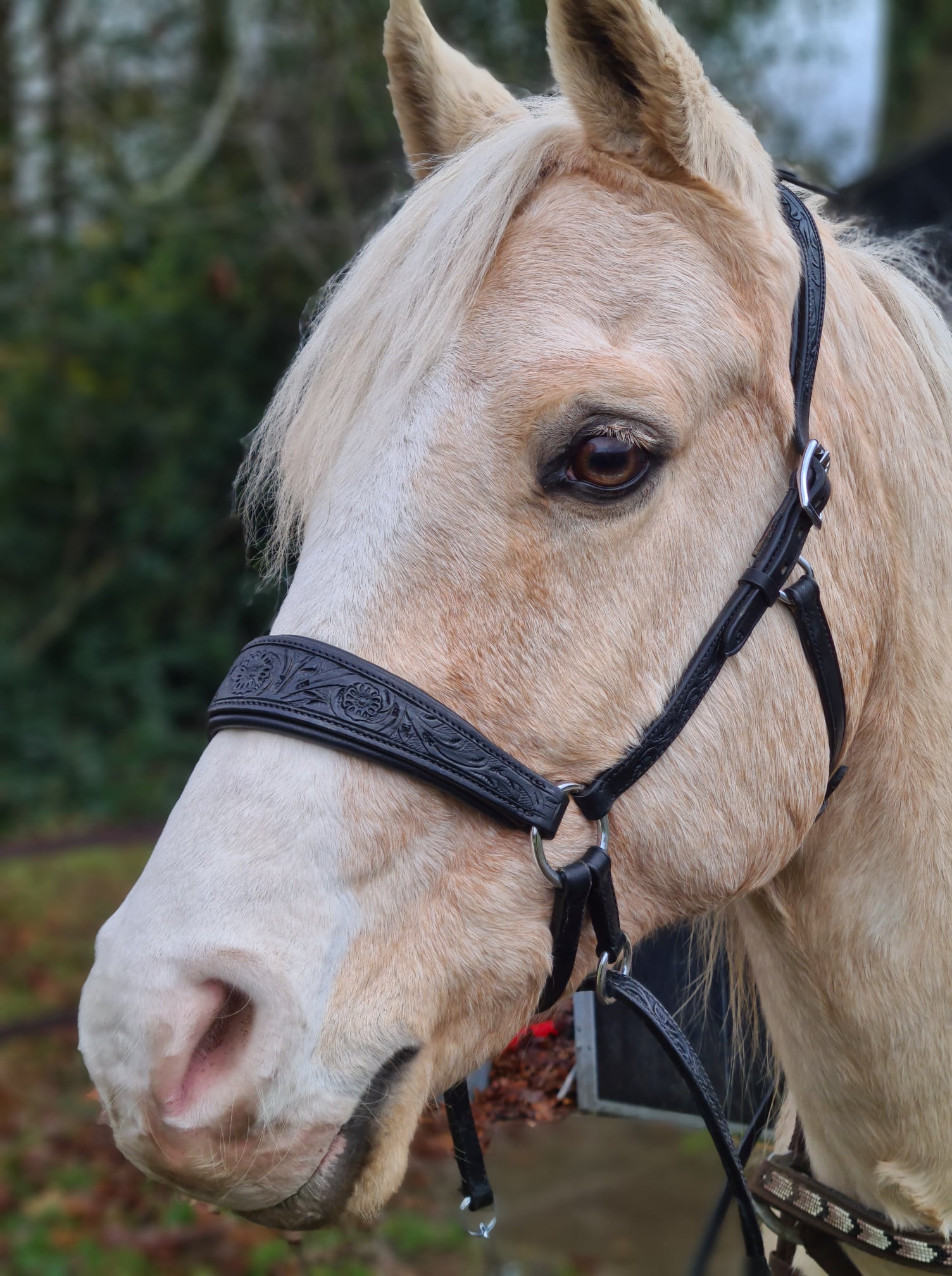 Bitless Bridle Anatomical, Edix© Rose, cognac - 6
