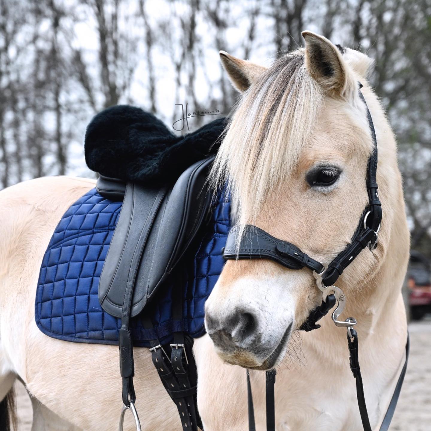 EDIX® Seatsaver / rumpvärmare (dressyr, island, allround, hopp), äkta Merinoull, svart, låg /normal bakvalv