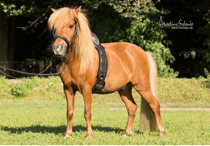  Barefoot® Surcingle 'Save-My-Spine' Pony  - 3
