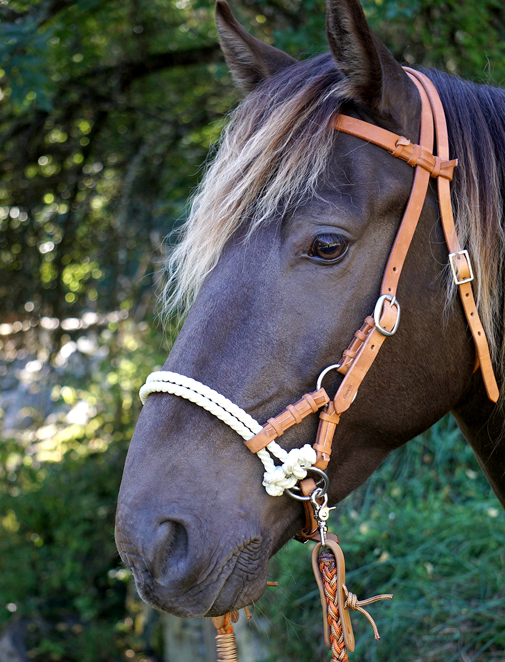 Sidepull Harness, dubbelrep, russet / havanna - 5