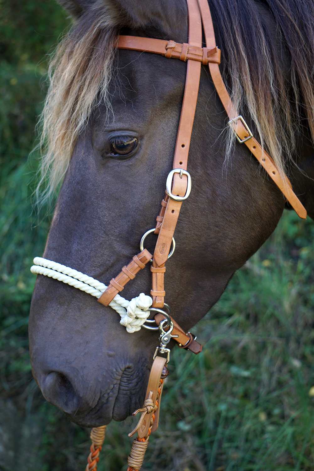 Sidepull Harness, dubbelrep, russet / havanna - 4