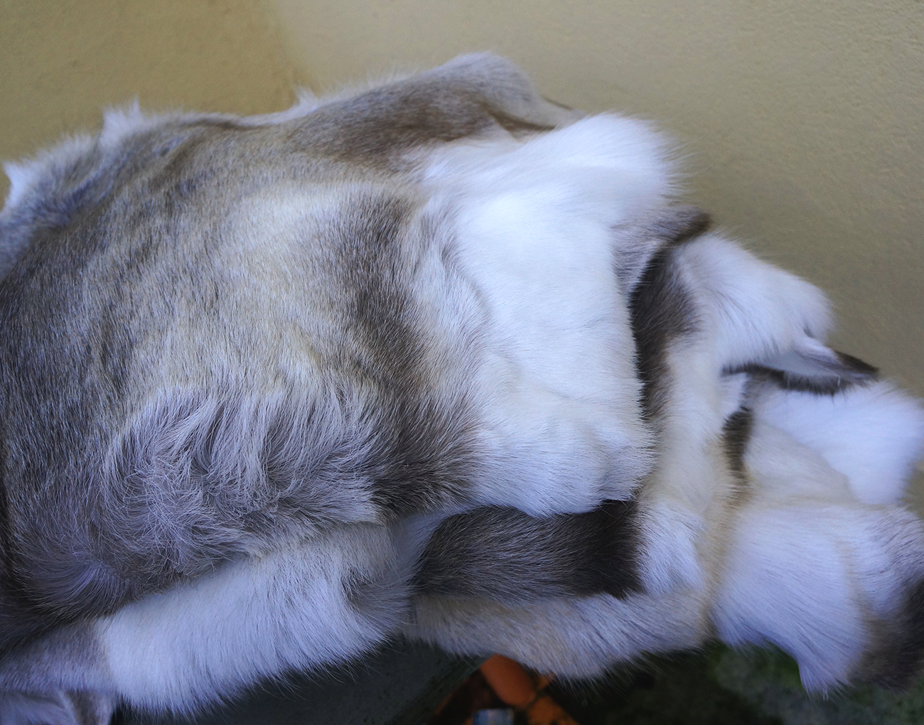 Reindeer hide DeLuxe (for decoration) - 4