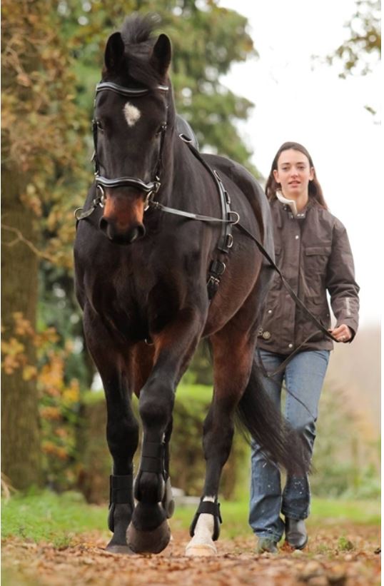 Barefoot® Surcingle 'Save-My-Spine', horse (full) - 5