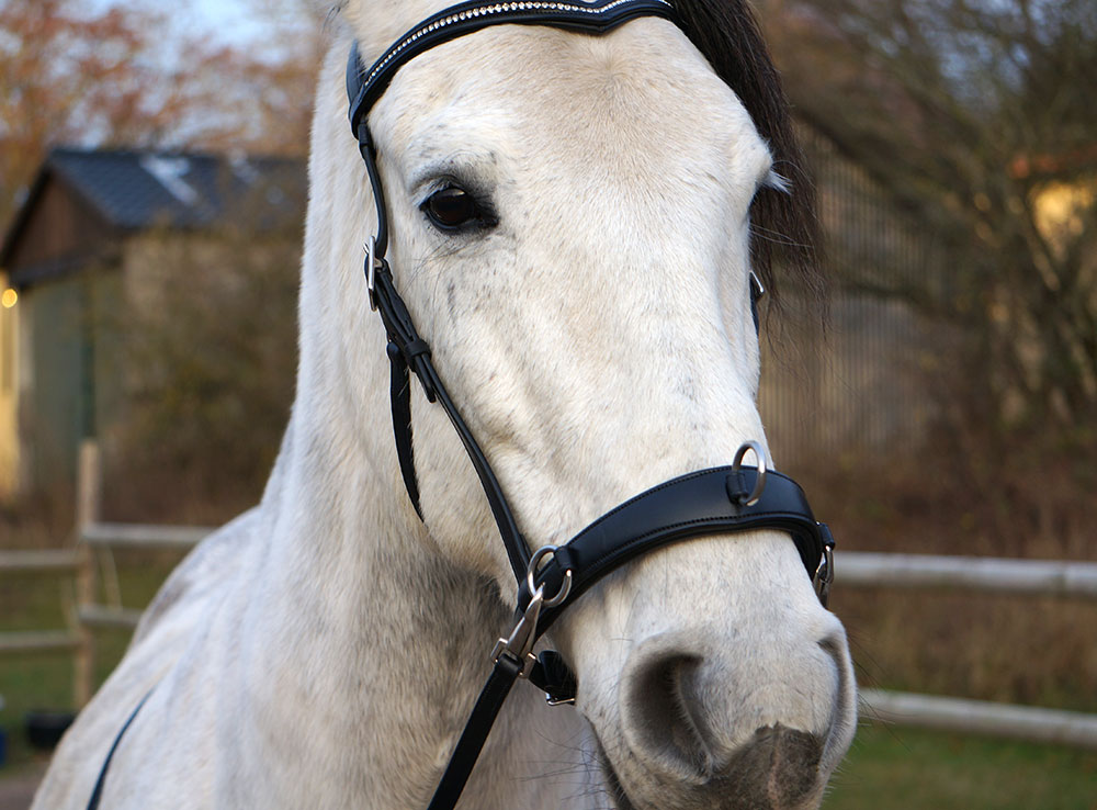 F.R.A® Wendy Riding Cavesson (incl. reins)  - 12