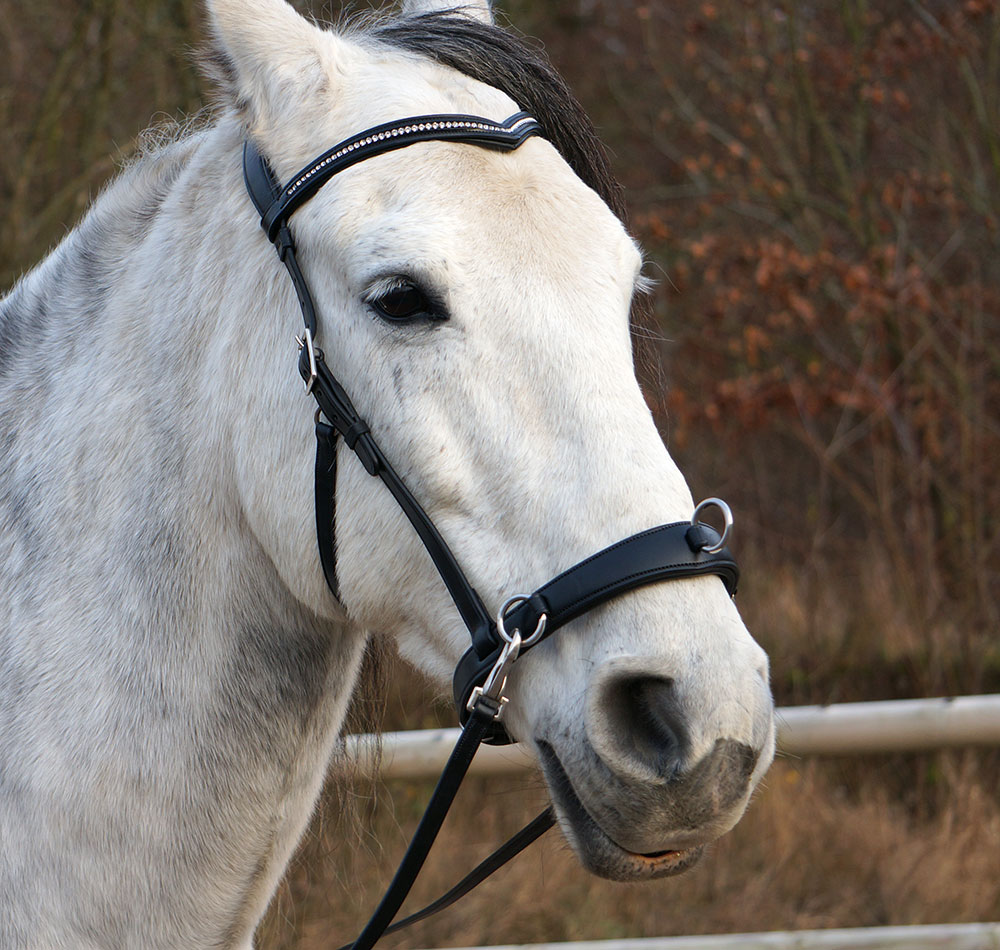 F.R.A® Wendy Riding Cavesson (incl. reins)  - 5