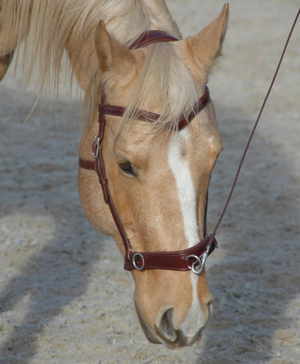 F.R.A® Wendy Riding Cavesson (incl. reins)  - 9