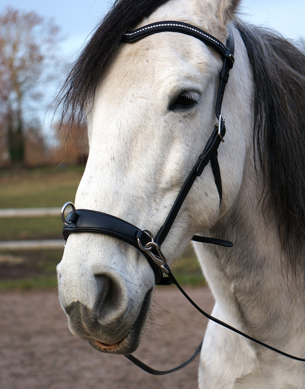 F.R.A® Wendy Riding Cavesson (incl. reins)  - 11