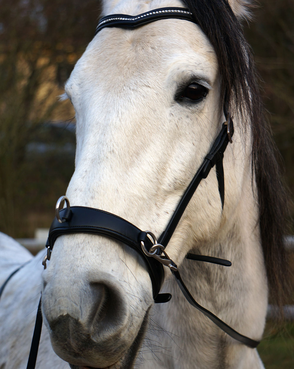 F.R.A® Wendy Riding Cavesson (incl. reins)  - 6