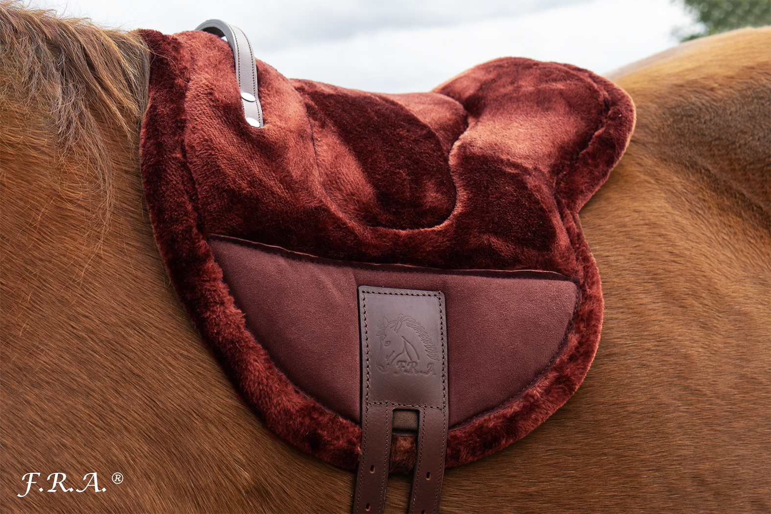 F.R.A® ride pad / bareback saddle Bisco, burgundybrown, shetland/pony - 2