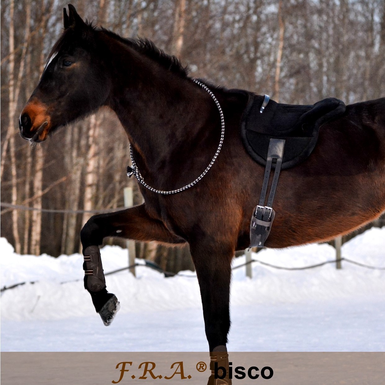 F.R.A® ride pad / bareback saddle Bisco, burgundybrown, shetland/pony - 9