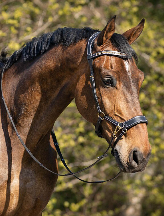 Sidepull / Bitless Bridle QHP Sensitive, anatomiskt, inkl. tyglar, svart - 2
