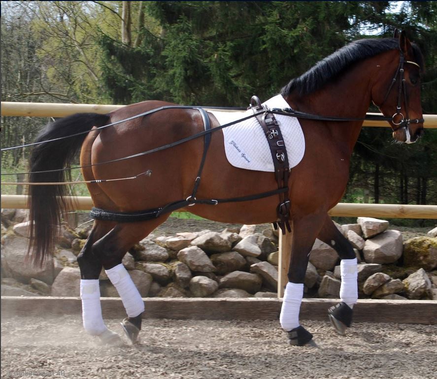 Lunging / training Surcingle, Globus DeLuxe - Black - 4