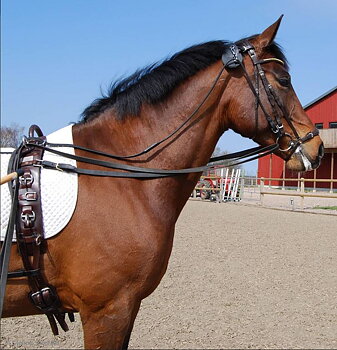 Lunging / training Surcingle, Globus DeLuxe - Black