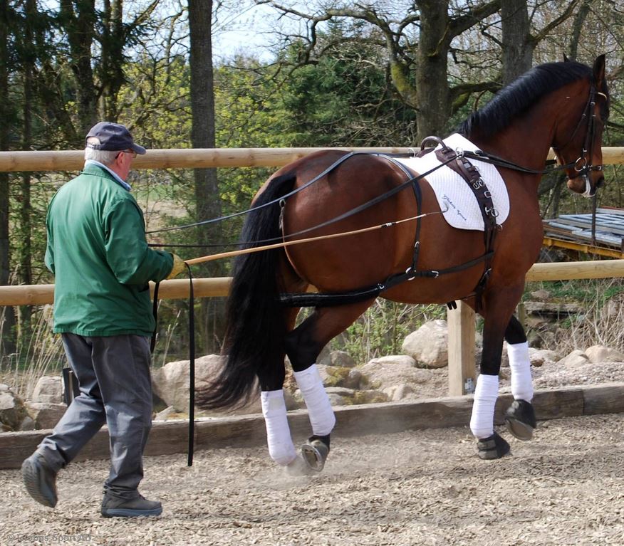 Lunging / training Surcingle, Globus DeLuxe - Black - 3